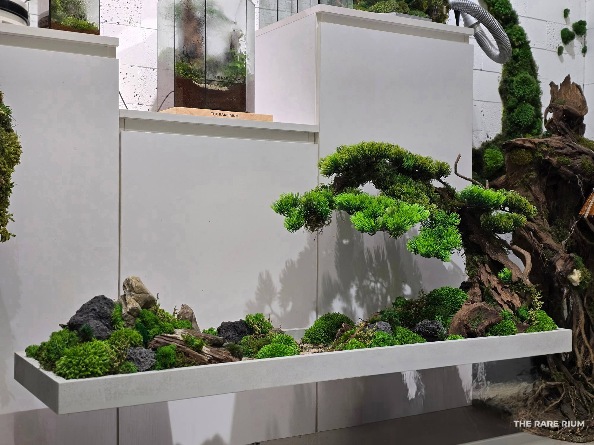 Trong công cuộc tạo ra... - The Rare Rium - Plant & Moss Art
