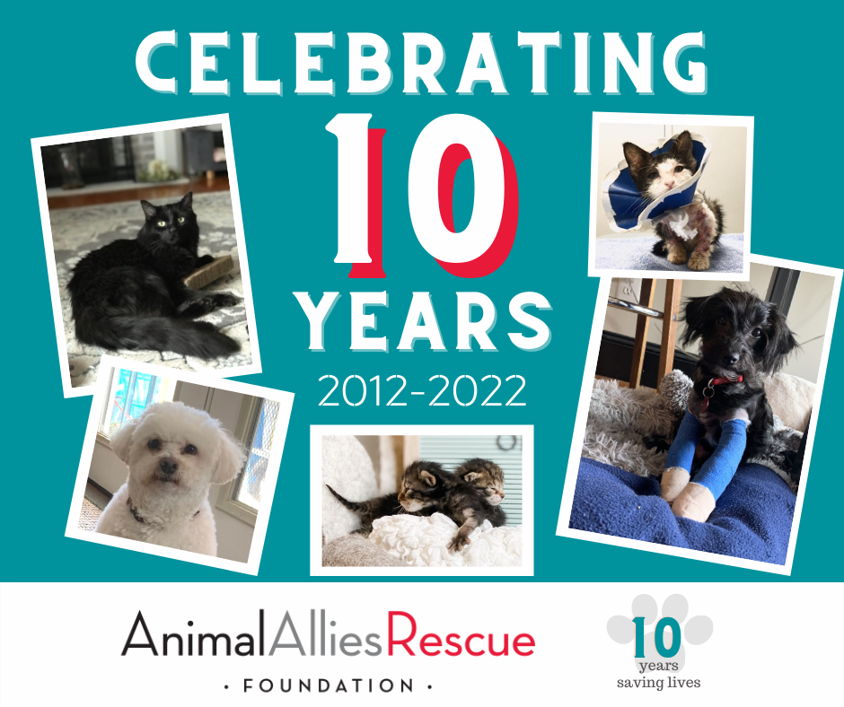 It all started... - Animal Allies Rescue Foundation (AARF)