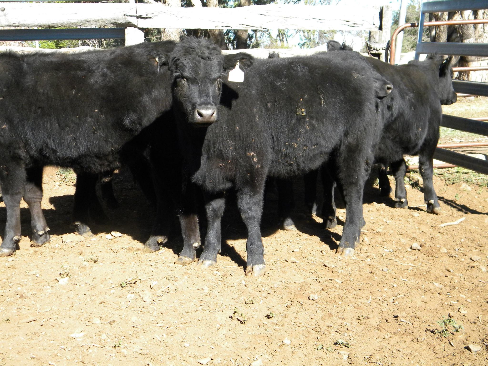 Callow Livestock Pty Ltd | Dunedoo NSW