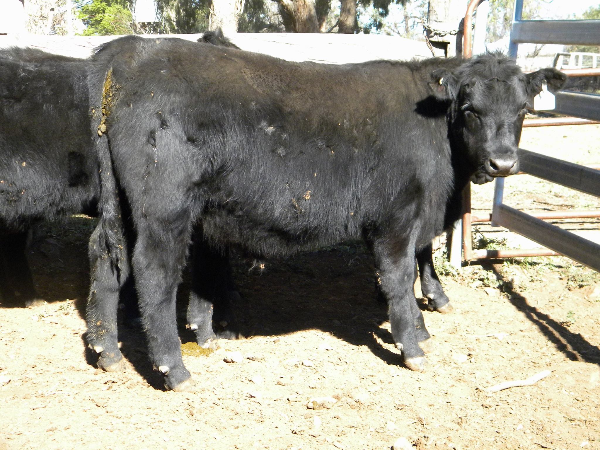 Callow Livestock Pty Ltd | Dunedoo NSW