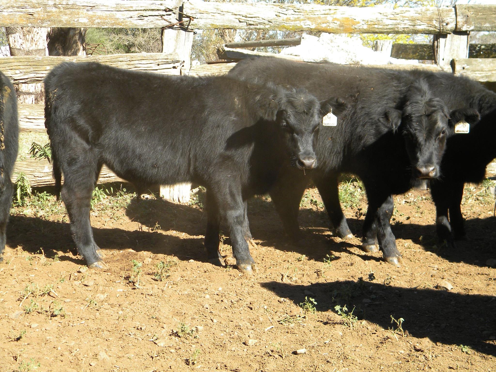 Callow Livestock Pty Ltd | Dunedoo NSW