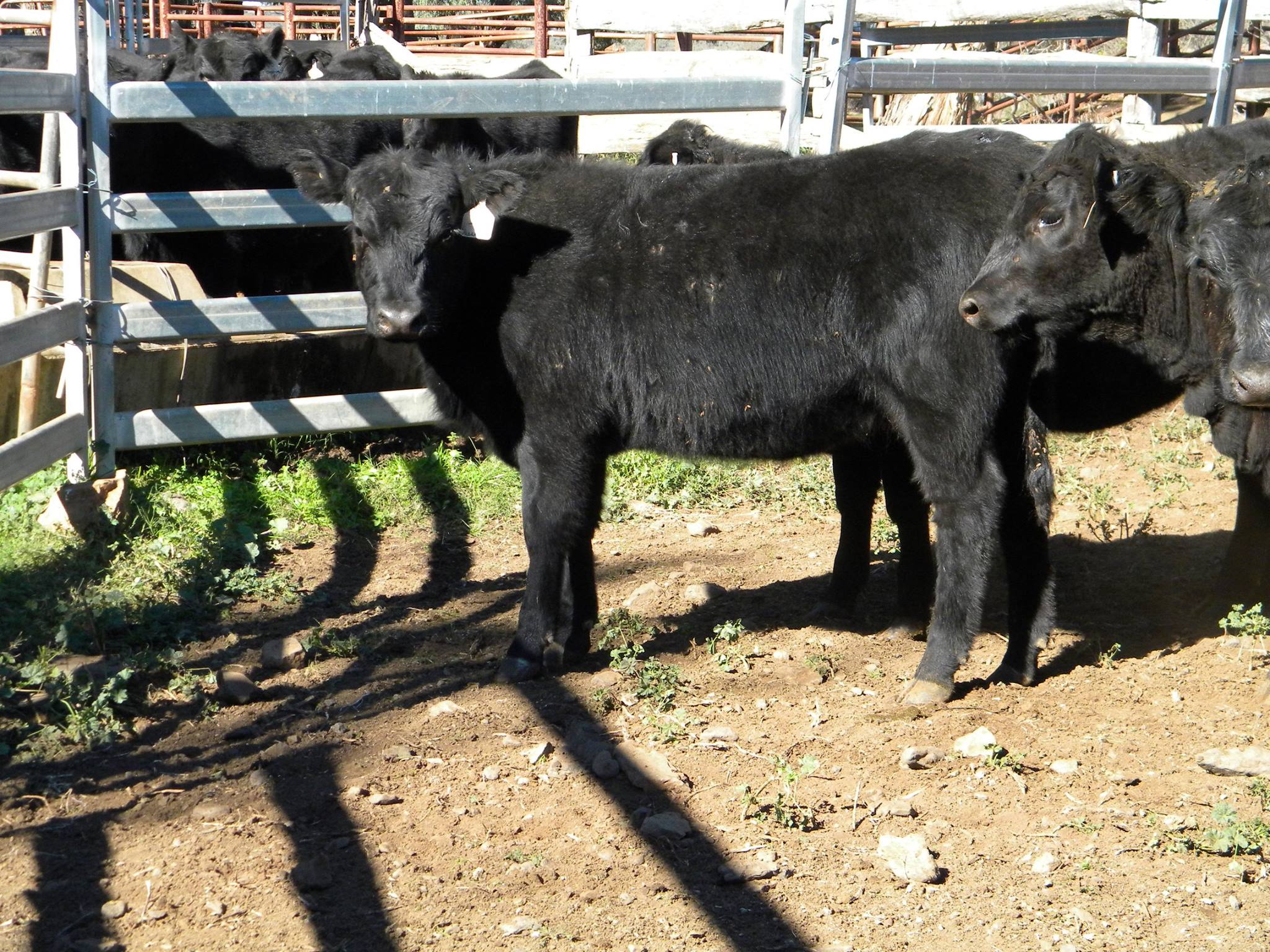 Callow Livestock Pty Ltd | Dunedoo NSW