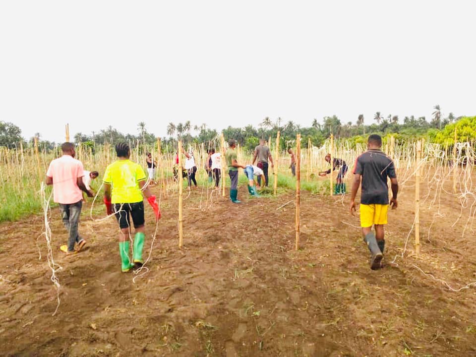 Ibom Integrated Farms