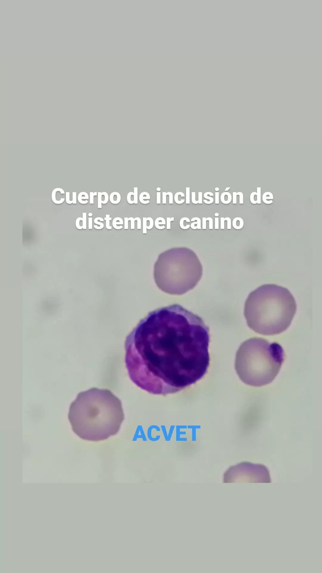 ACVET - Cuerpo de inclusión de distemper canino (tinción...