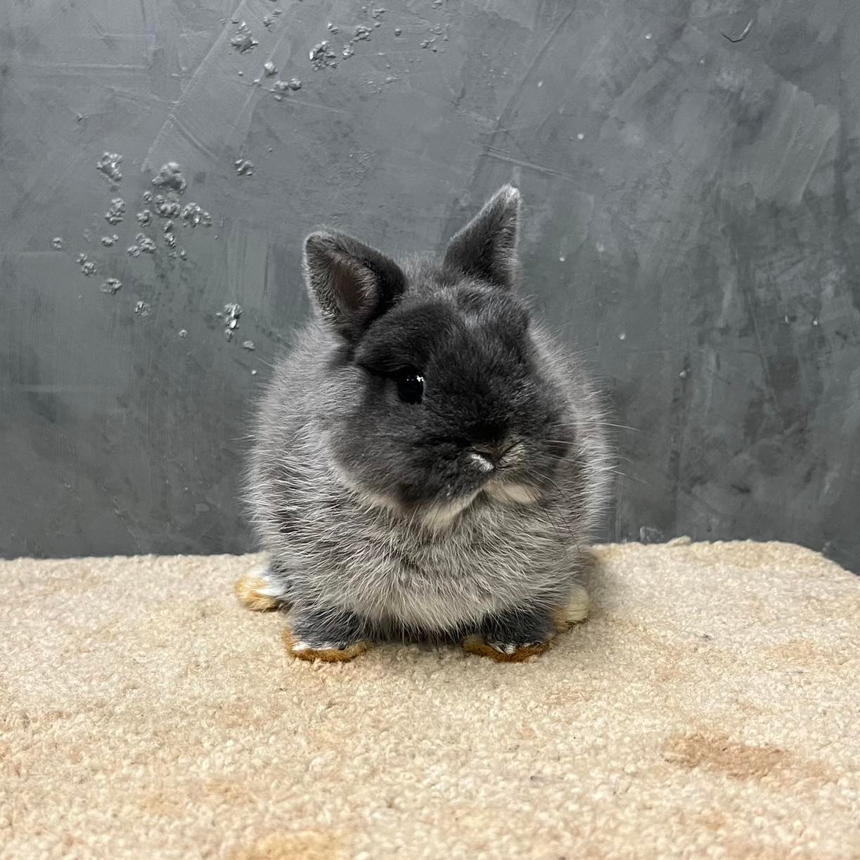 KB Rabbit - Smoke Pearl Marten - Junior - Doe กำลังจะ 3...