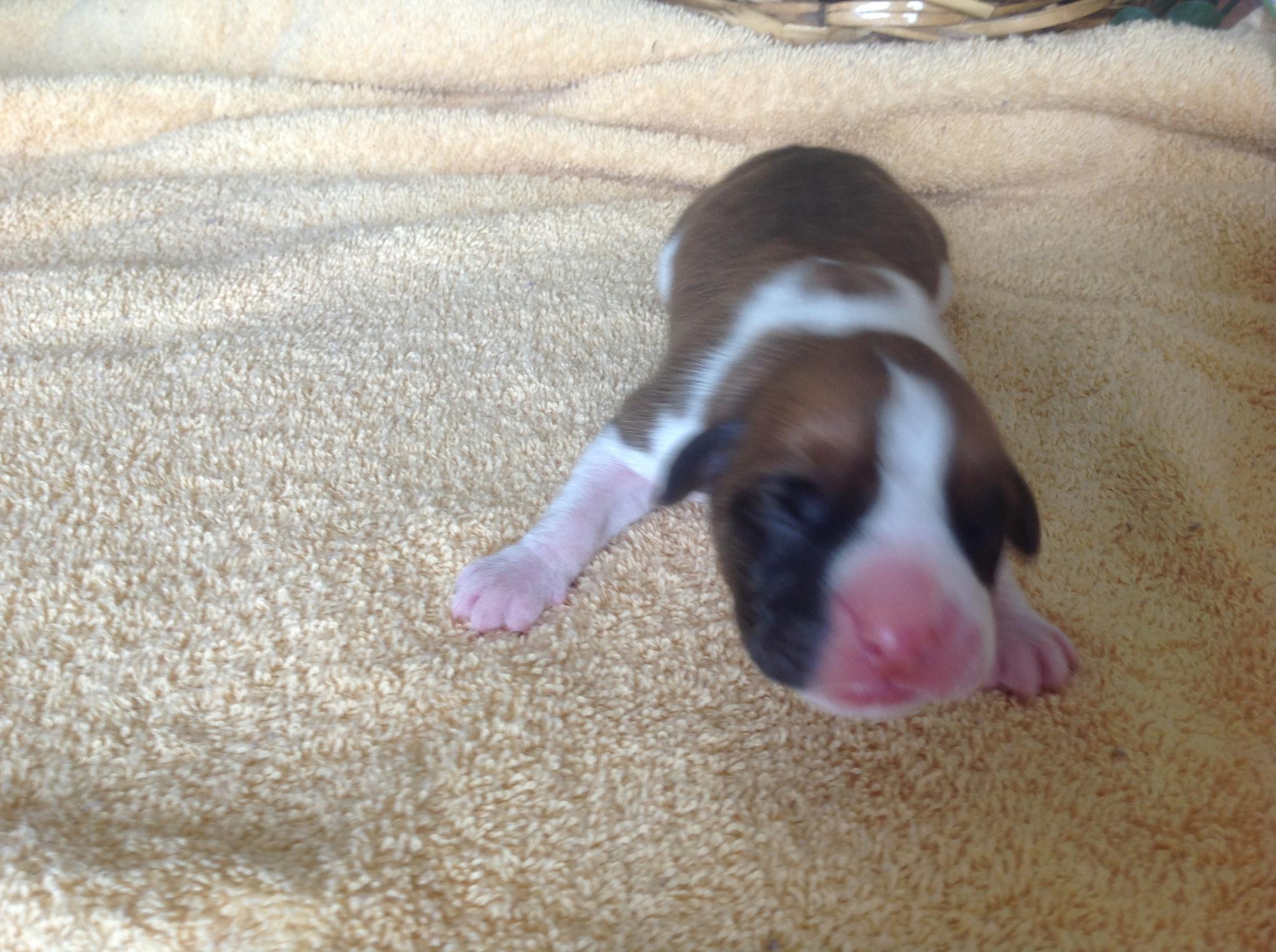 Grandview Ridge Boxers | Winfield WV