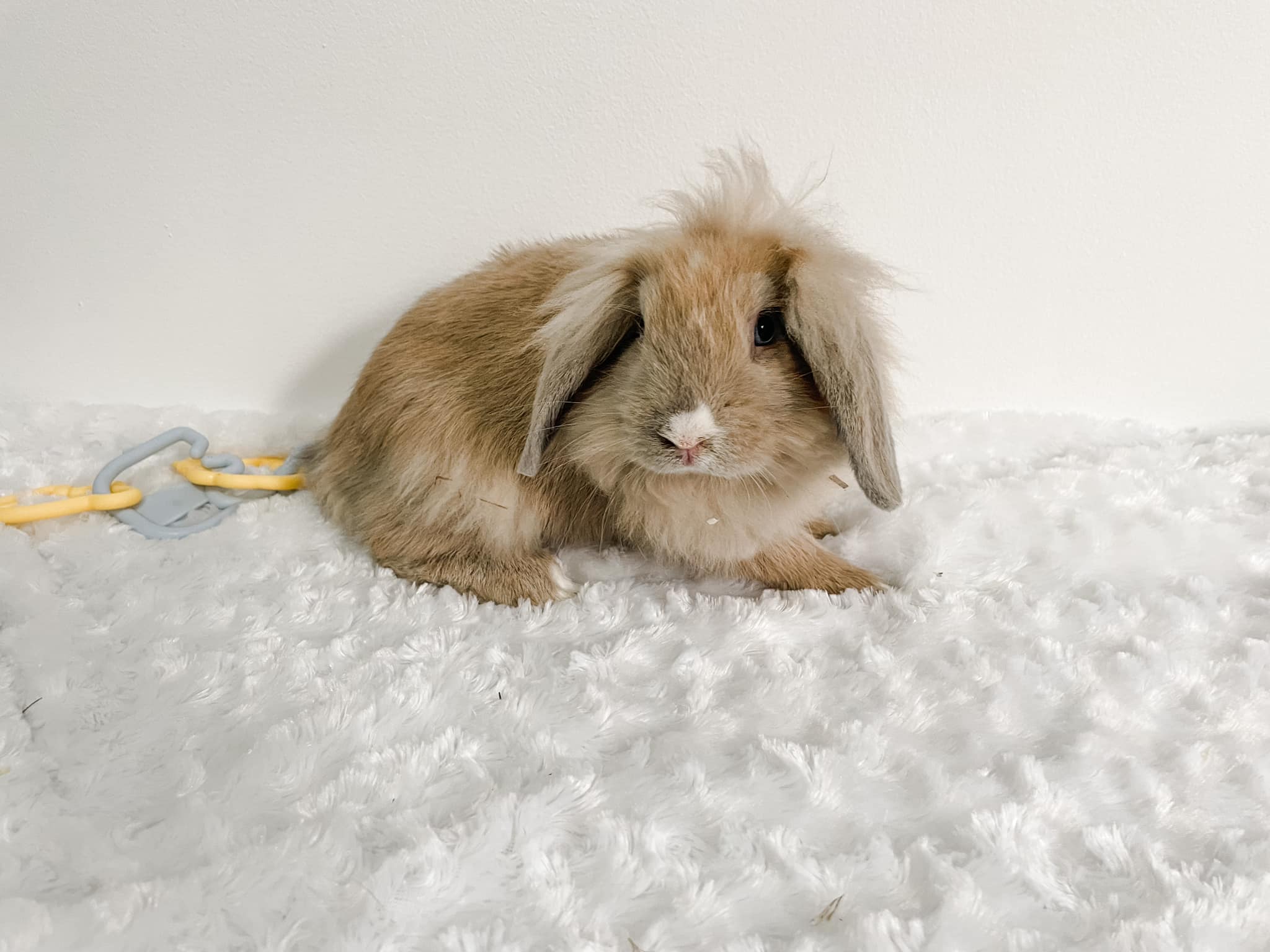 Meet Will! AVAILABLE 10 week... - Rascally Rabbit Rescue