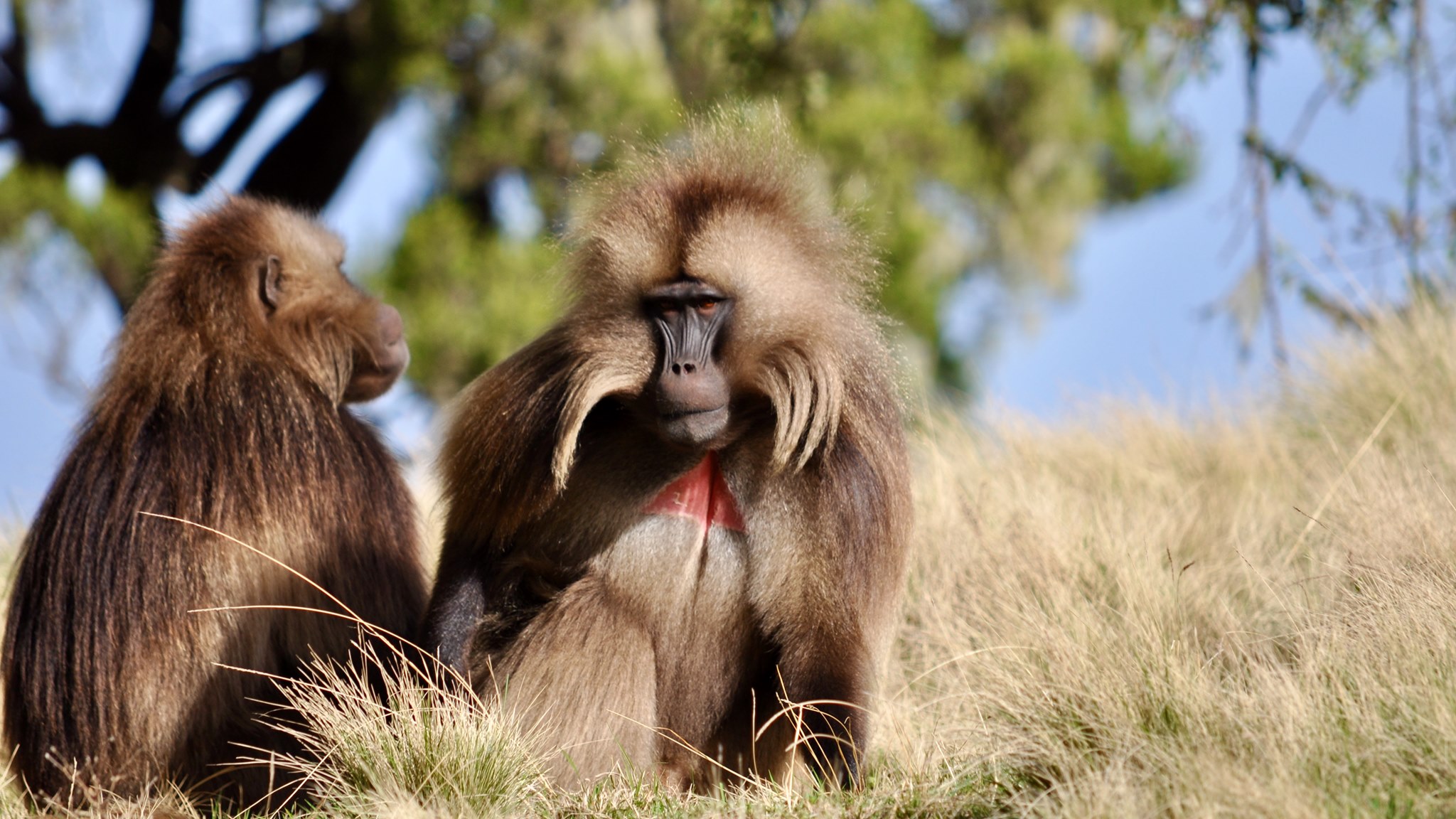 Inside Ethiopia Tours - 8 reasons why Gelada Monkeys in Ethiopia are ...