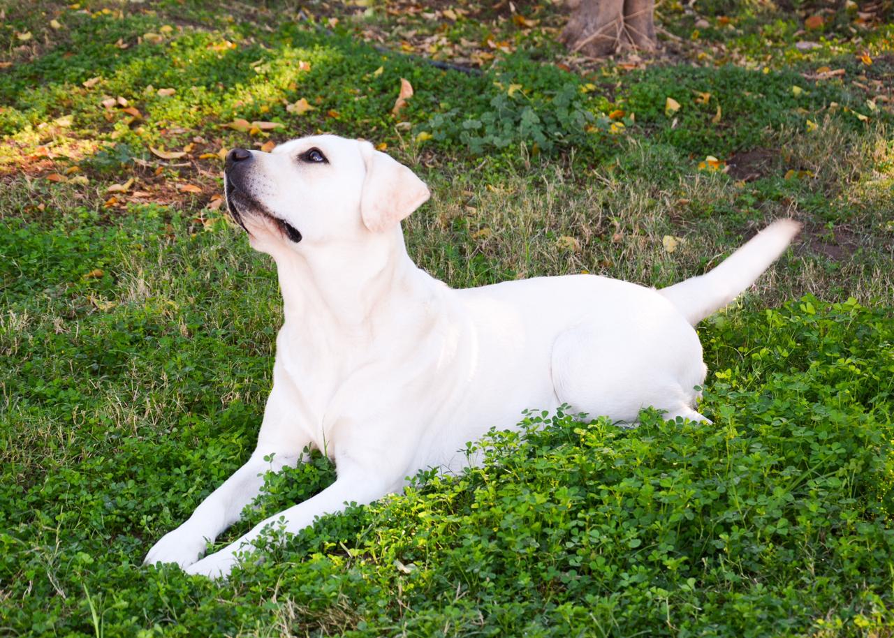 Sonora Ridge Labradors