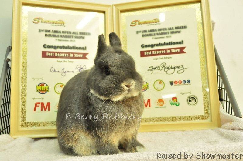 🐰 WELCOME TO THE 2026 RABBIT SHOW SEASON! 🐰 MARBA SHOW CIRCUIT 2026 ...