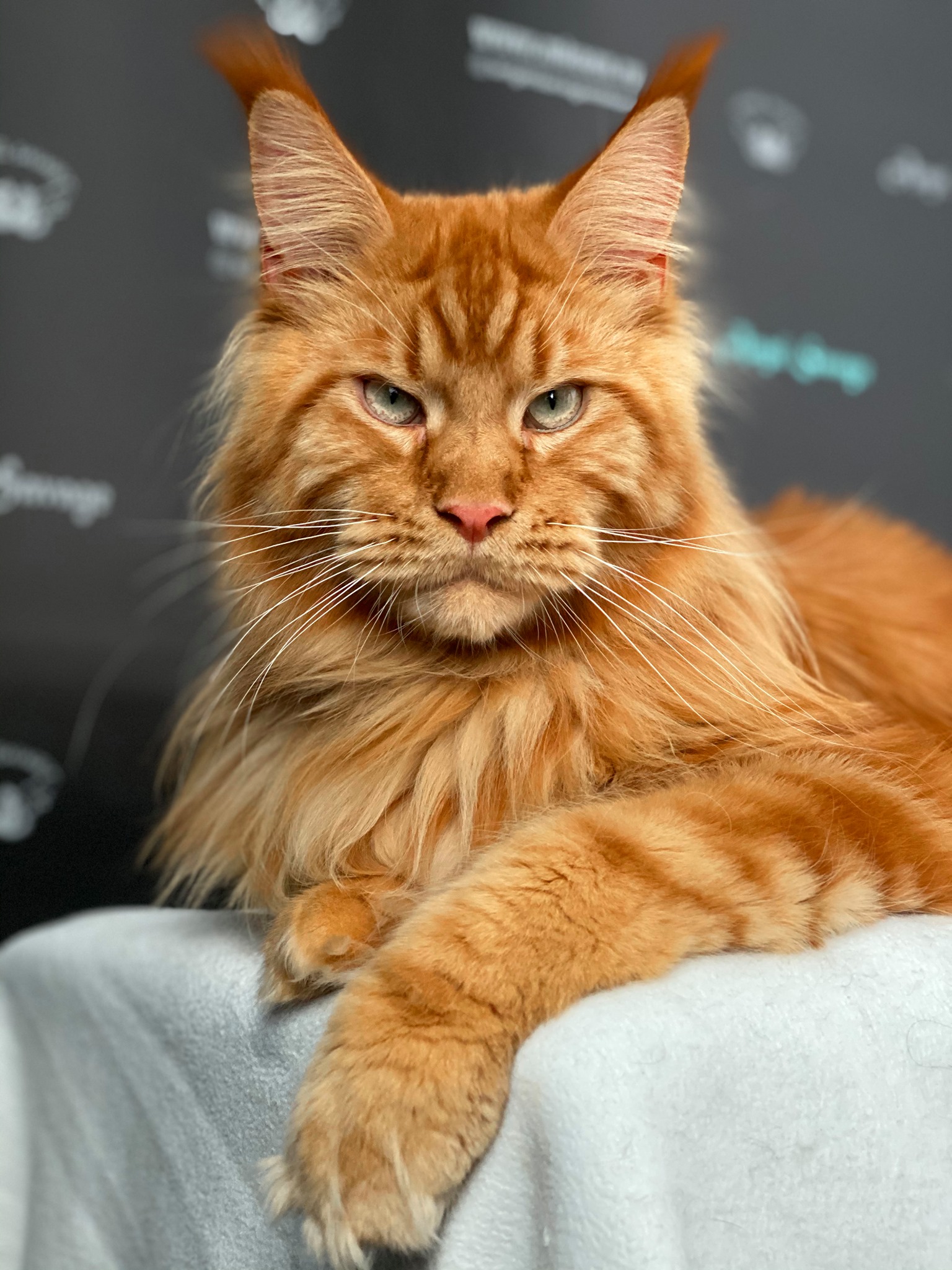 Angel Savage - maine coon | Cancún