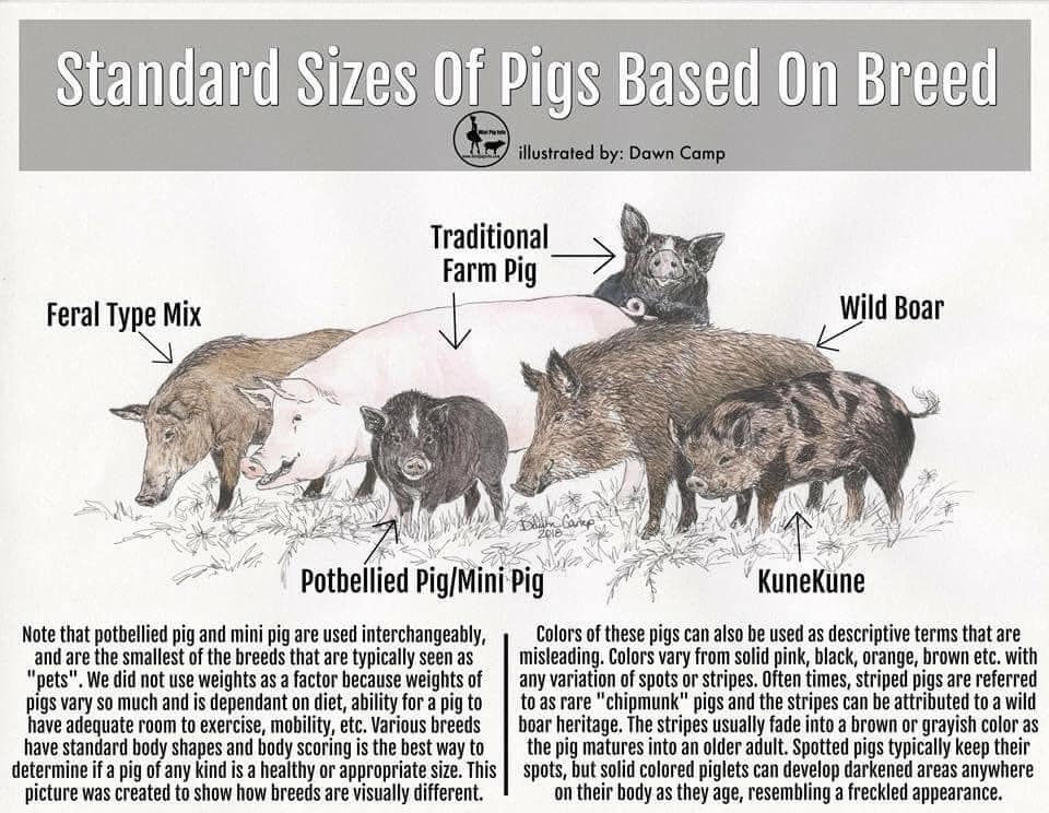 Mini Pig Info - Best illustrations for size comparison....