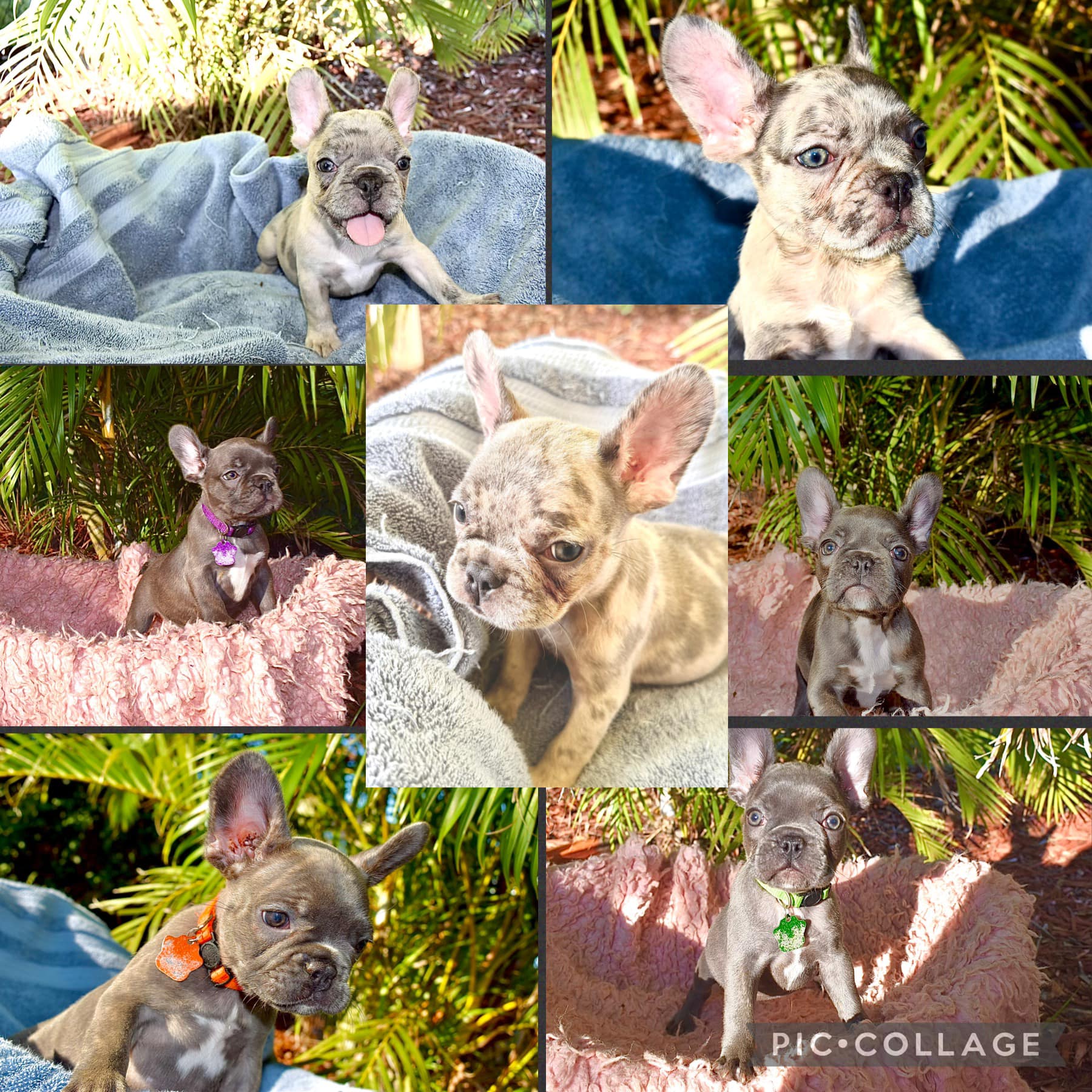 The Dapper Frenchie