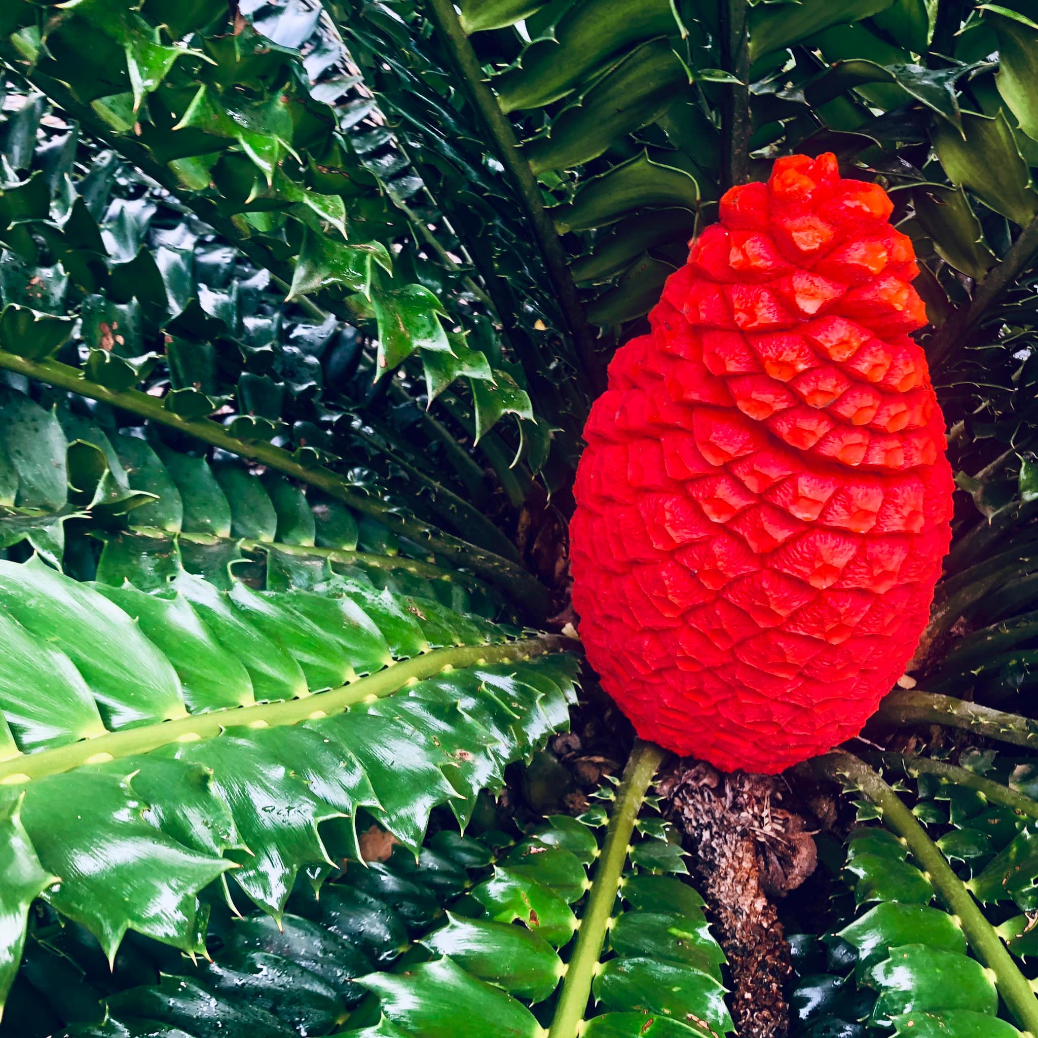 Hoomaluhia Botanical Garden - Encephalartos ferox This distinct cycad ...