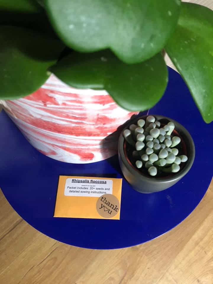 Rhipsalis Elliptica Cactus Seeds – Rare Exotic Epiphyllum Succulent, 20 Seeds