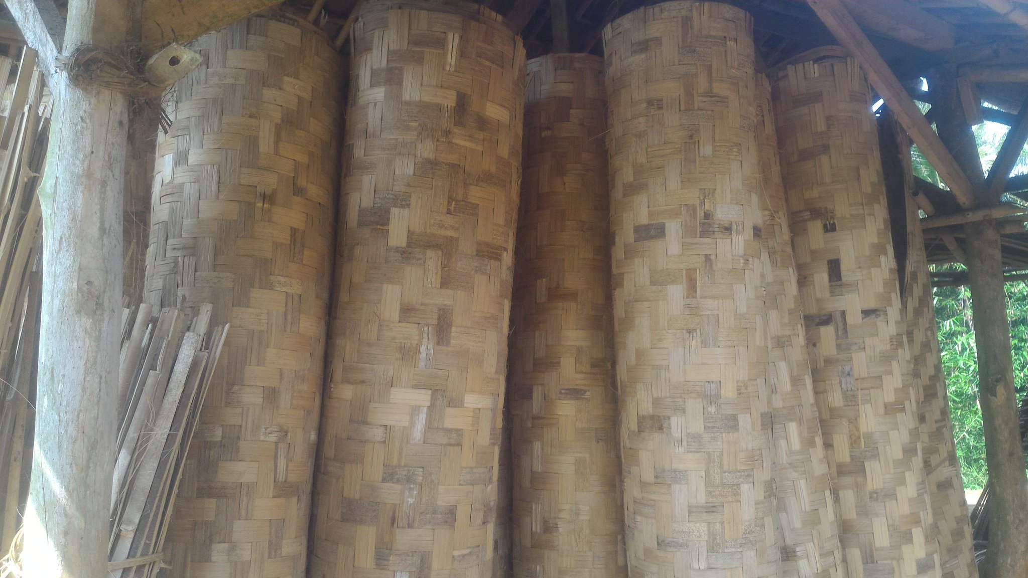 Galeri - Bambu adalah tanaman jenis rumput-rumputan dengan rongga dan ...