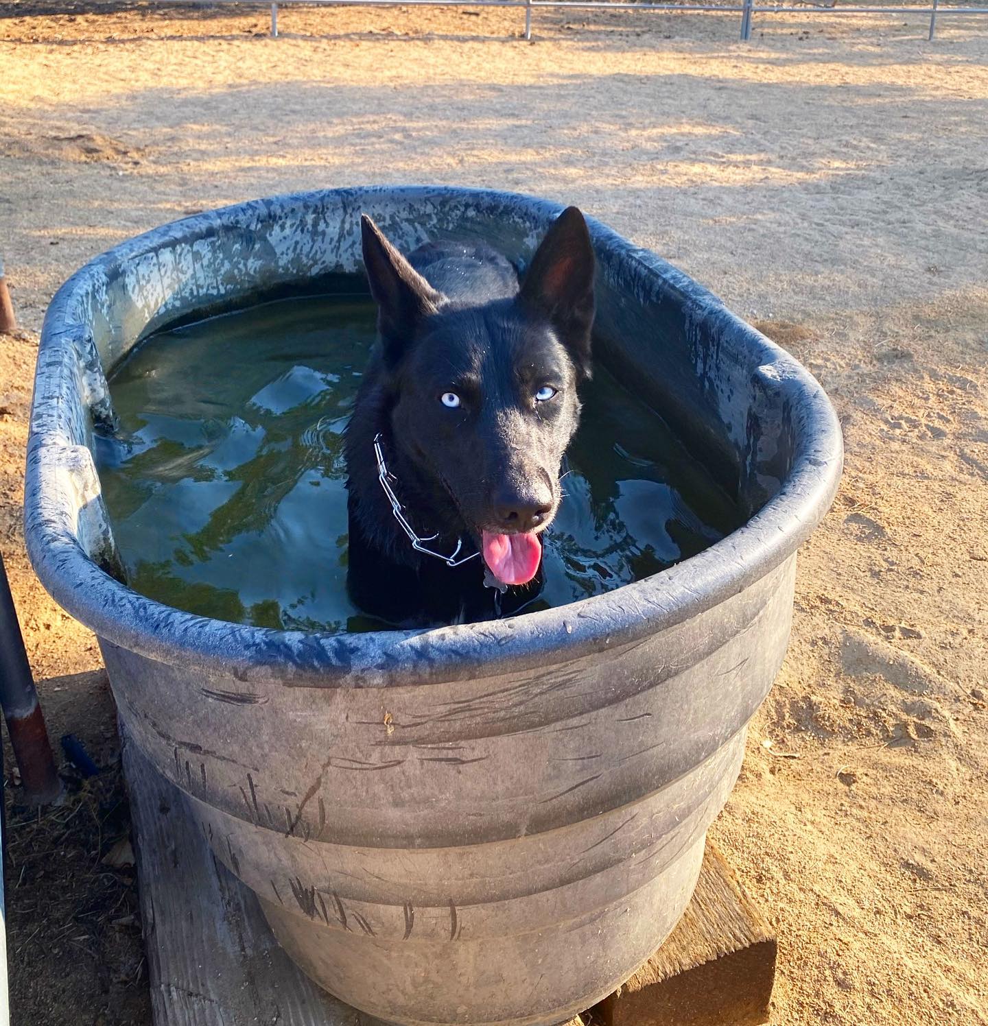 Horse Sanctuary at Moonrise Ranch | Mountain Center CA