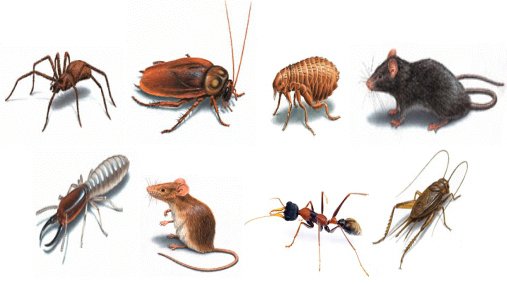 INFINITE PEST SOLUTIONS | San Juan