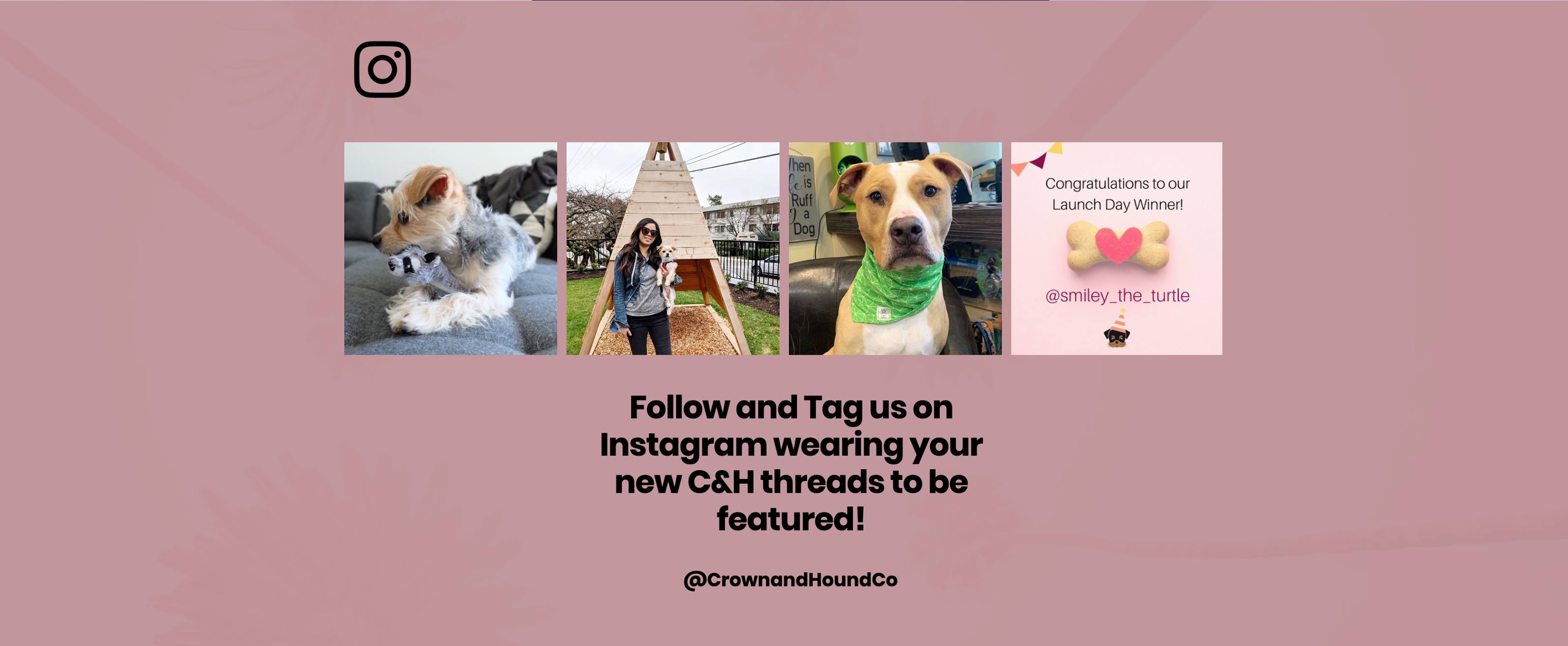 New faces, new personalities! 🐾#doggrooming #vancouvergrooming # ...