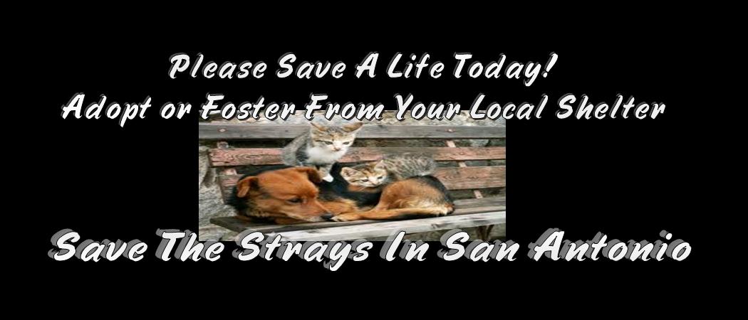 Save the strays in San Antonio | Facebook
