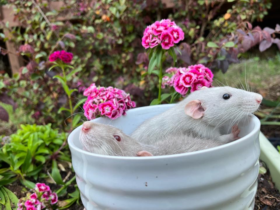 Sandy Ridge Rattery | Aiken SC