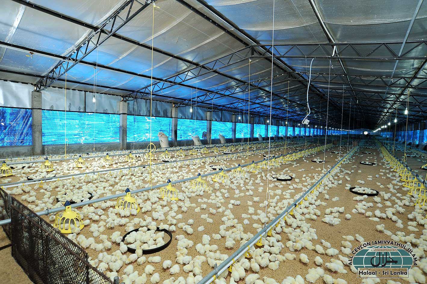 Delmo Chicken | Gampaha
