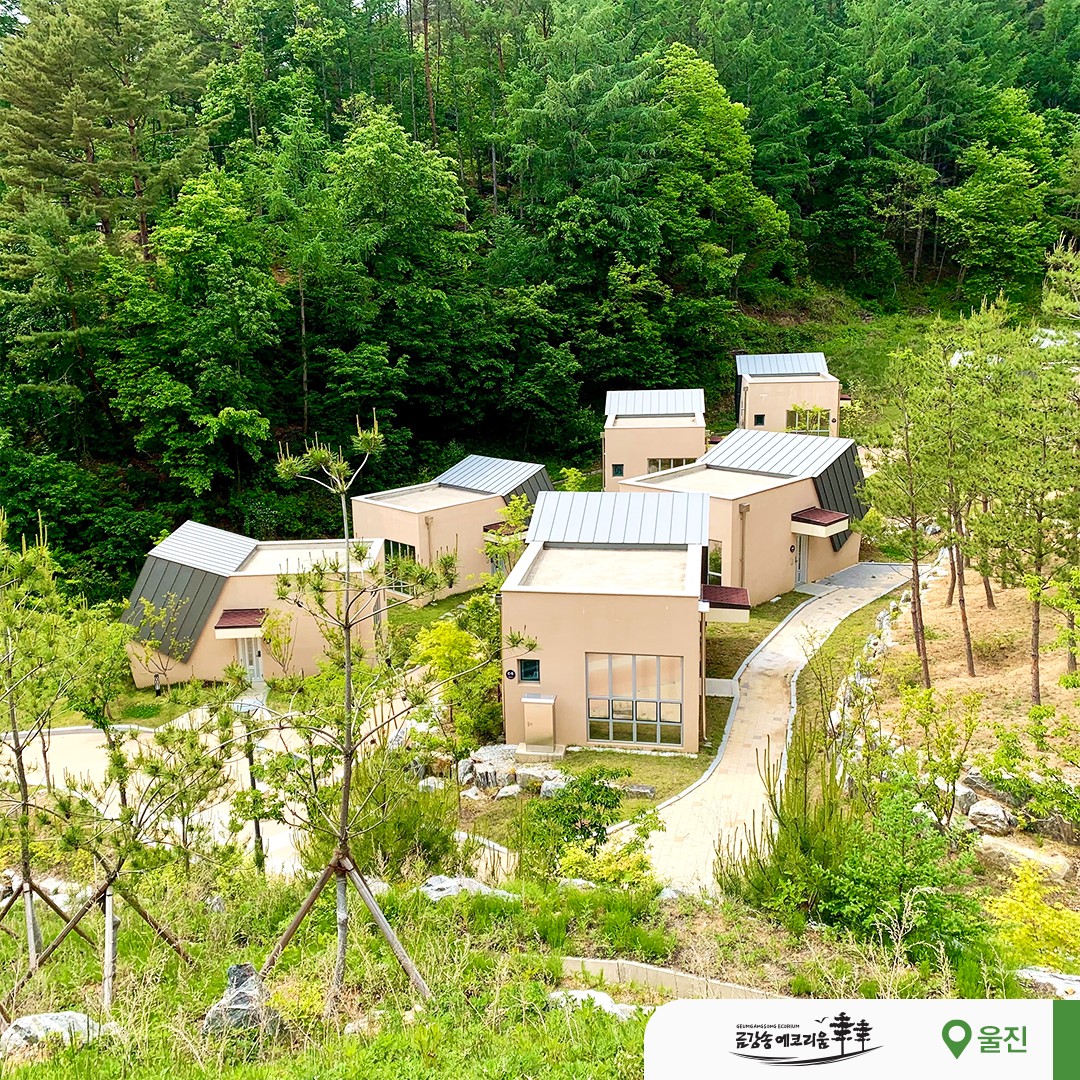 Kolon Hotels - D-DAY, 세계최대 금강송 군락지 ‘금강송에코리움’ 오픈! 🌲 30일간...