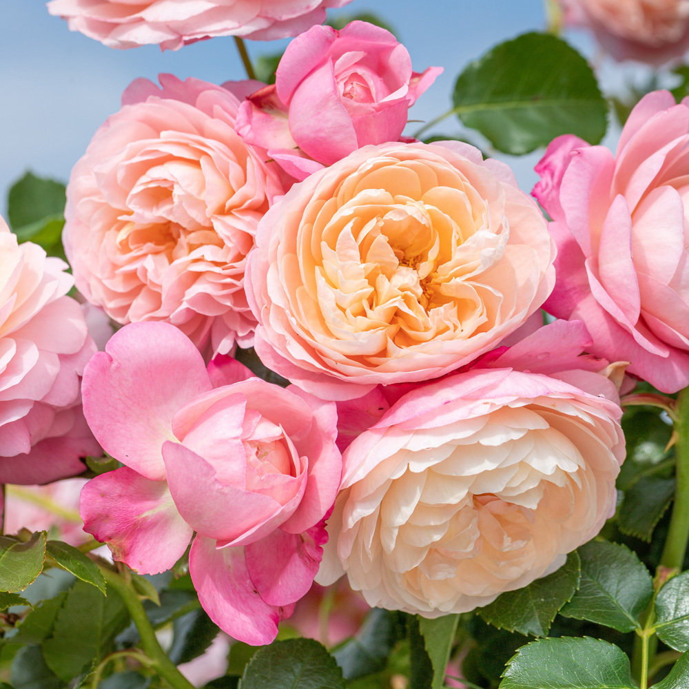 Roseraies - 🌹 NOUVEAUTÉ ROSIER GRIMPANT DAVID HOCKNEY ® Meibritty 🌹 Le ...