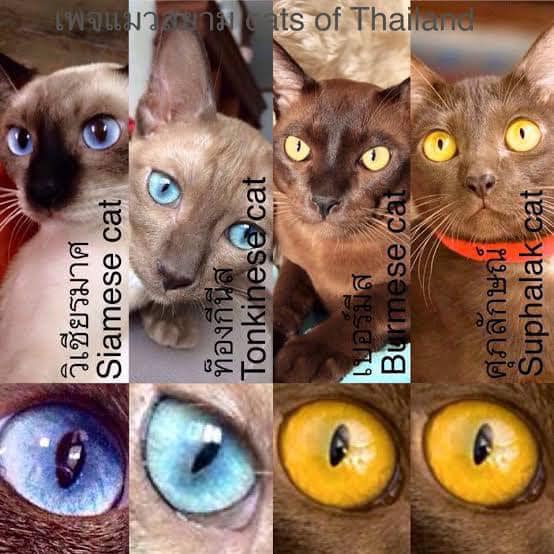 TIMBA สมาคมแมวไทยโบราณนานาชาติ | Facebook