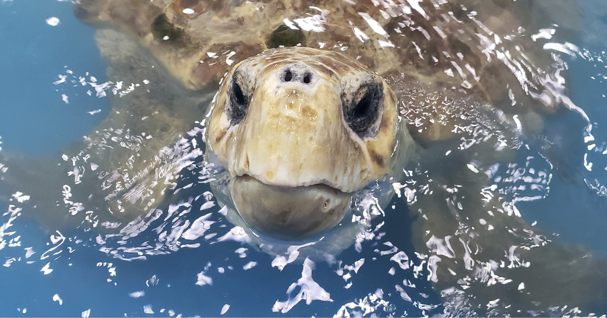 We are grateful for loggerhead turtles! Founder Jean Beasley and her ...