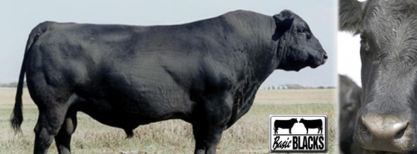 Ohlde Cattle Company: Basic Black Bulls and Angus Cattle Semen | Palmer KS