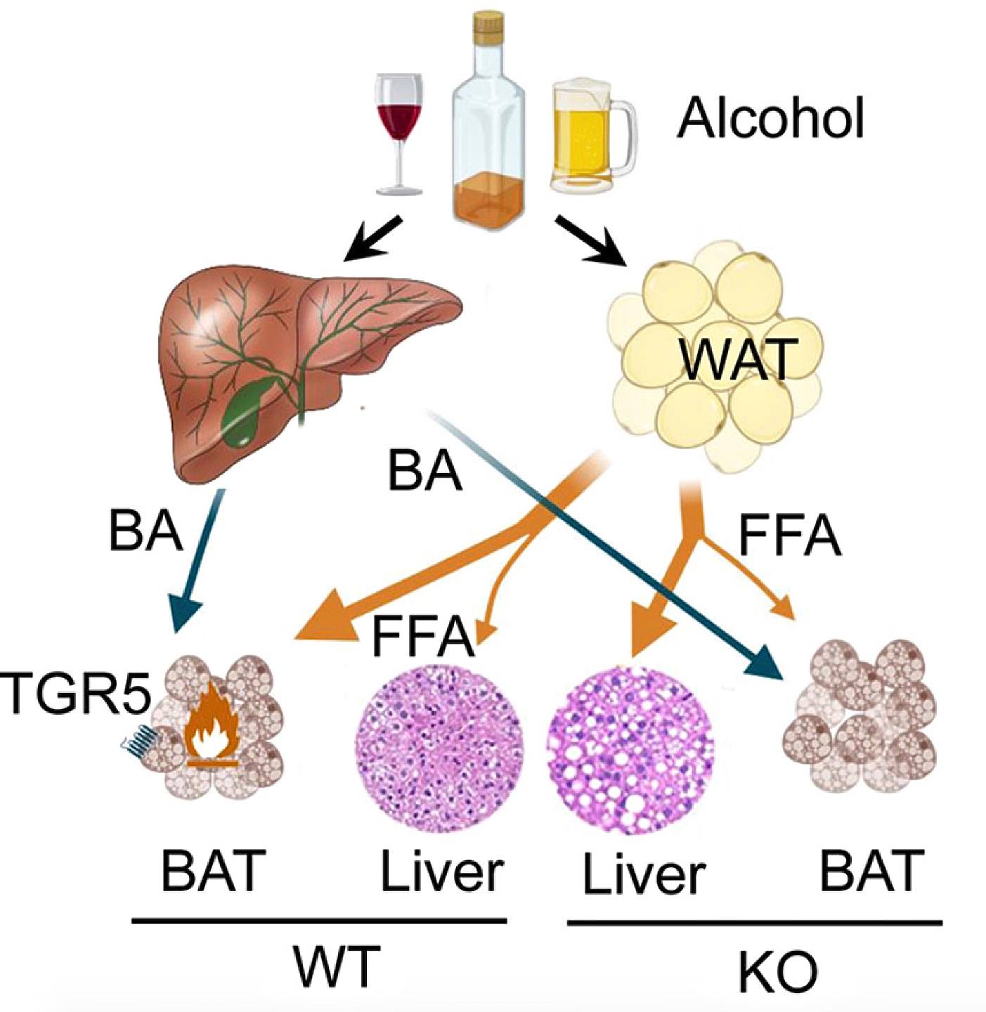 The Liver-Intestinal Pathway in Alcohol Consumption Disorder (TCA). More than 90% of alcohol is metabolized in the liver mainly through oxidative pathways. Step One: Alcohol oxidizes into a toxic compound called acetaldehyde