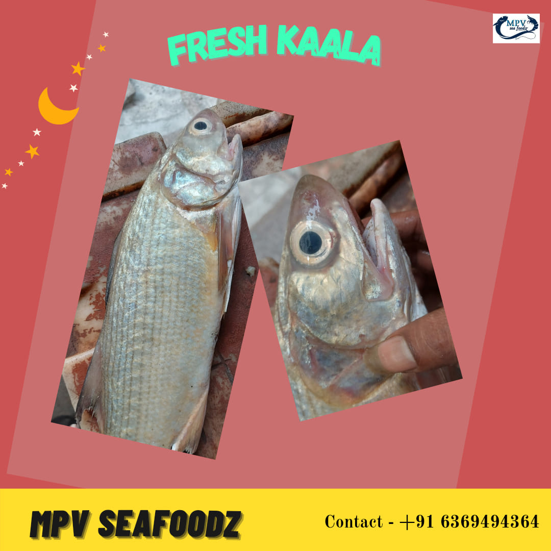 MPVSeaFoodz - #Fresh_kaala Also Called #Indian_Salmon, one of the #high ...