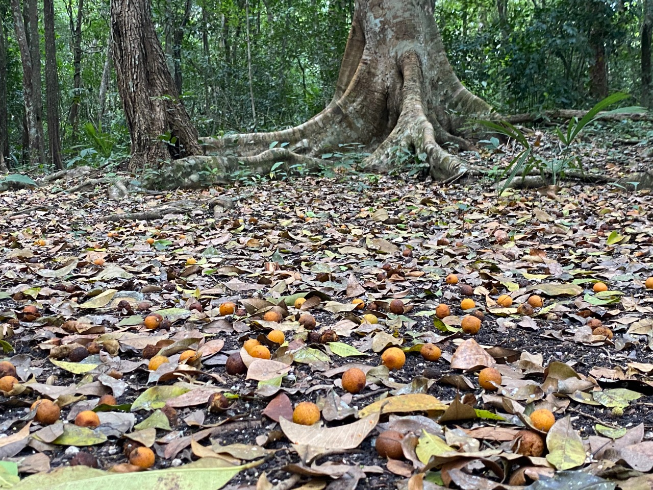 Comisión Nacional Forestal - ¿Sabes de qué árbol 🌳 son los pequeños ...