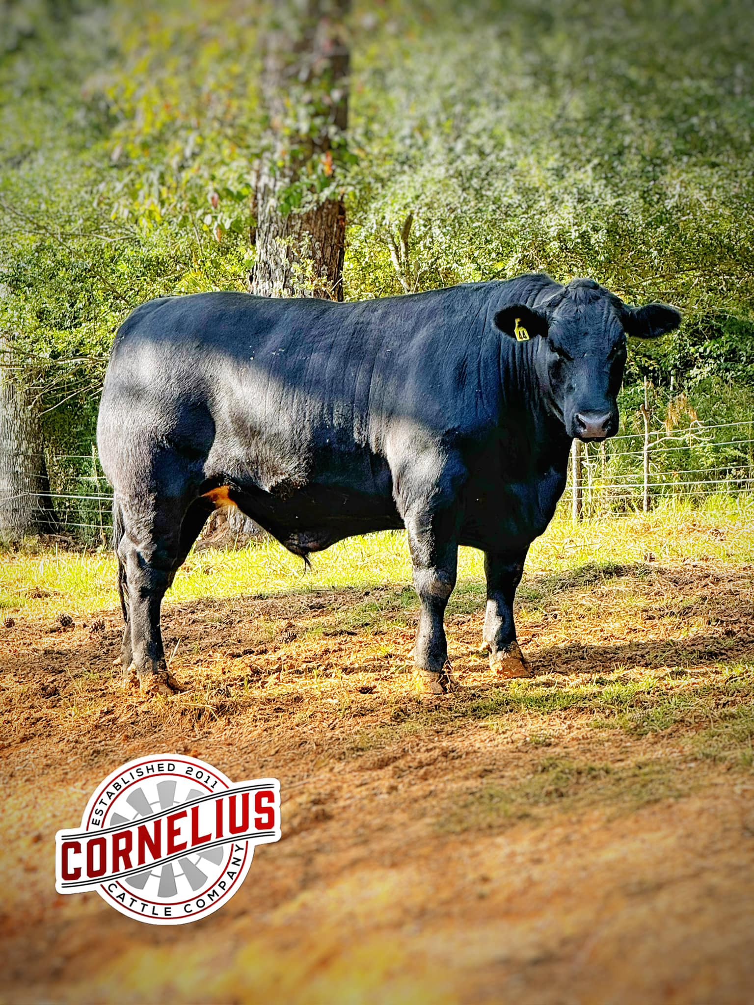 Cornelius Cattle Company