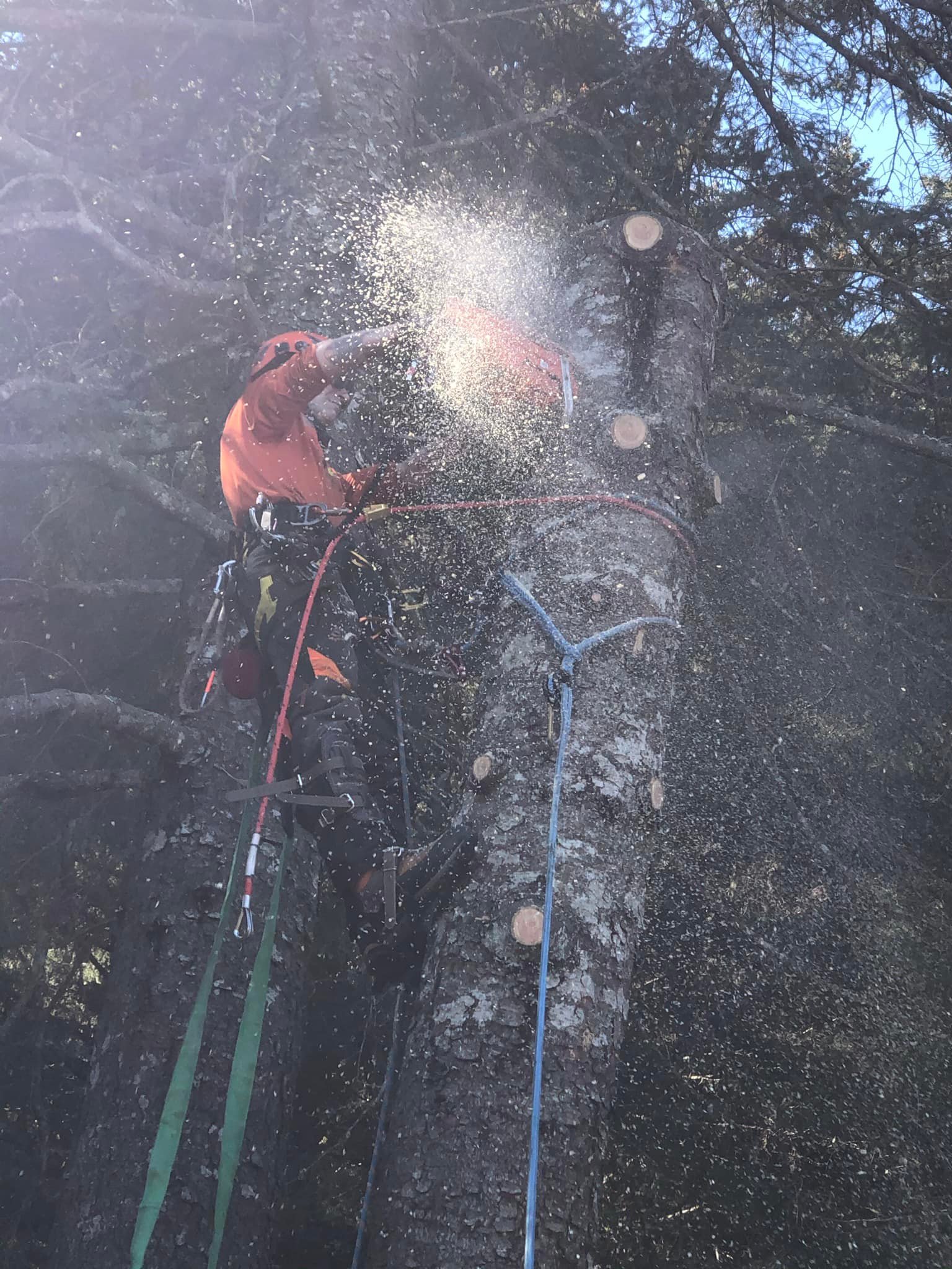 Seward Tree Service