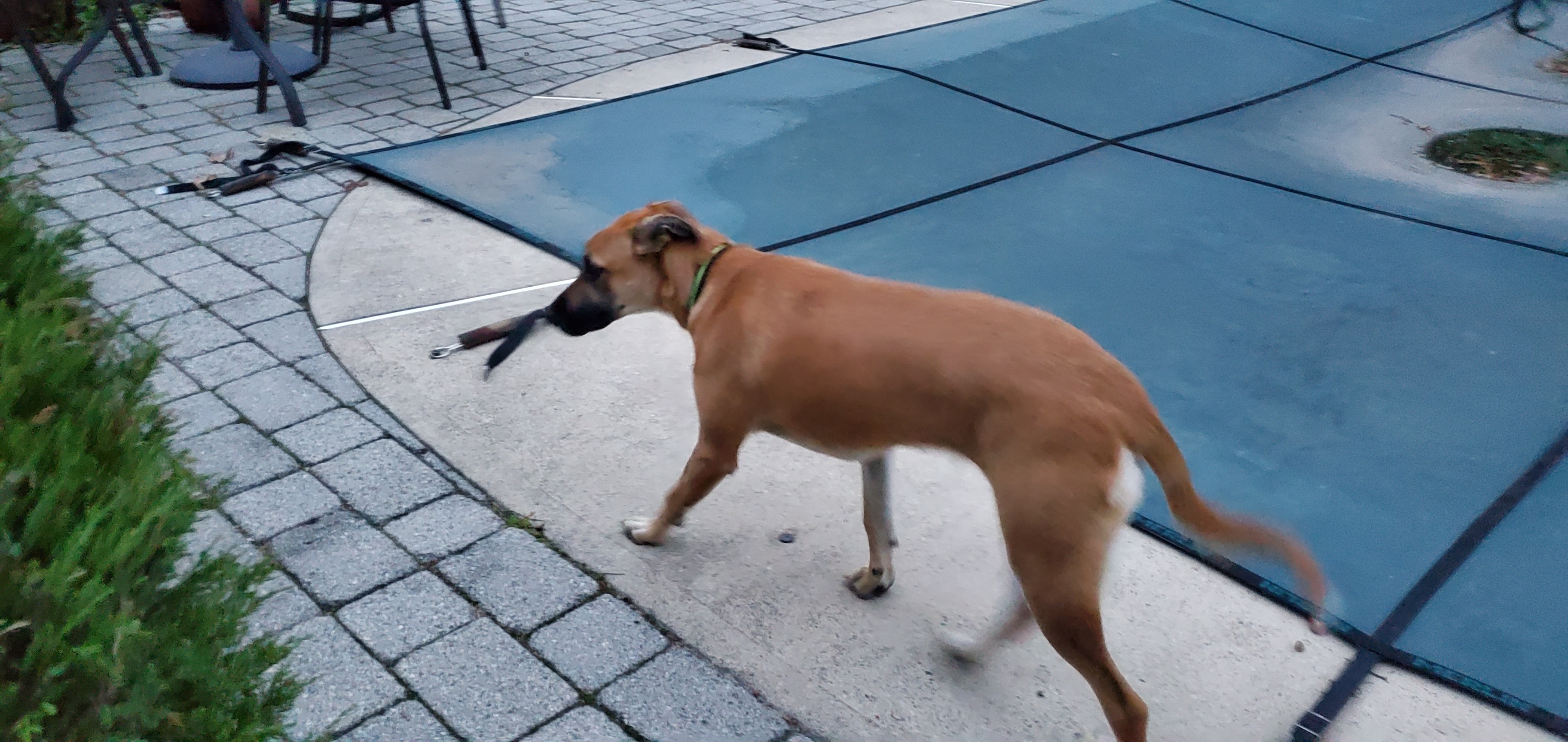 Funny Pets on Reels