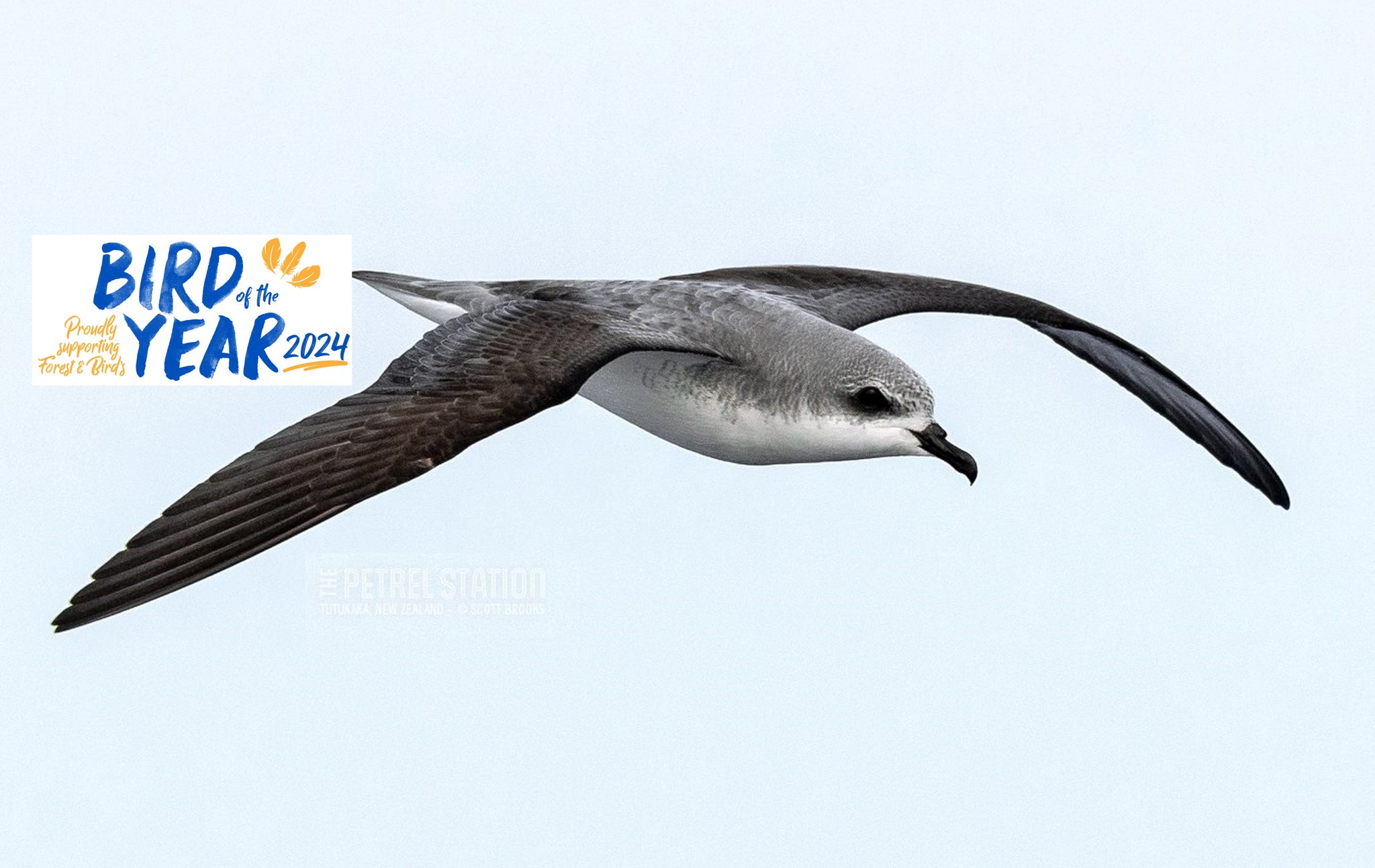 Cook's Petrel Bird of the Year