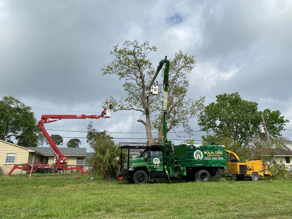 Bayou Tree Service Louisiana - We’re excited to introduce everyone to ...