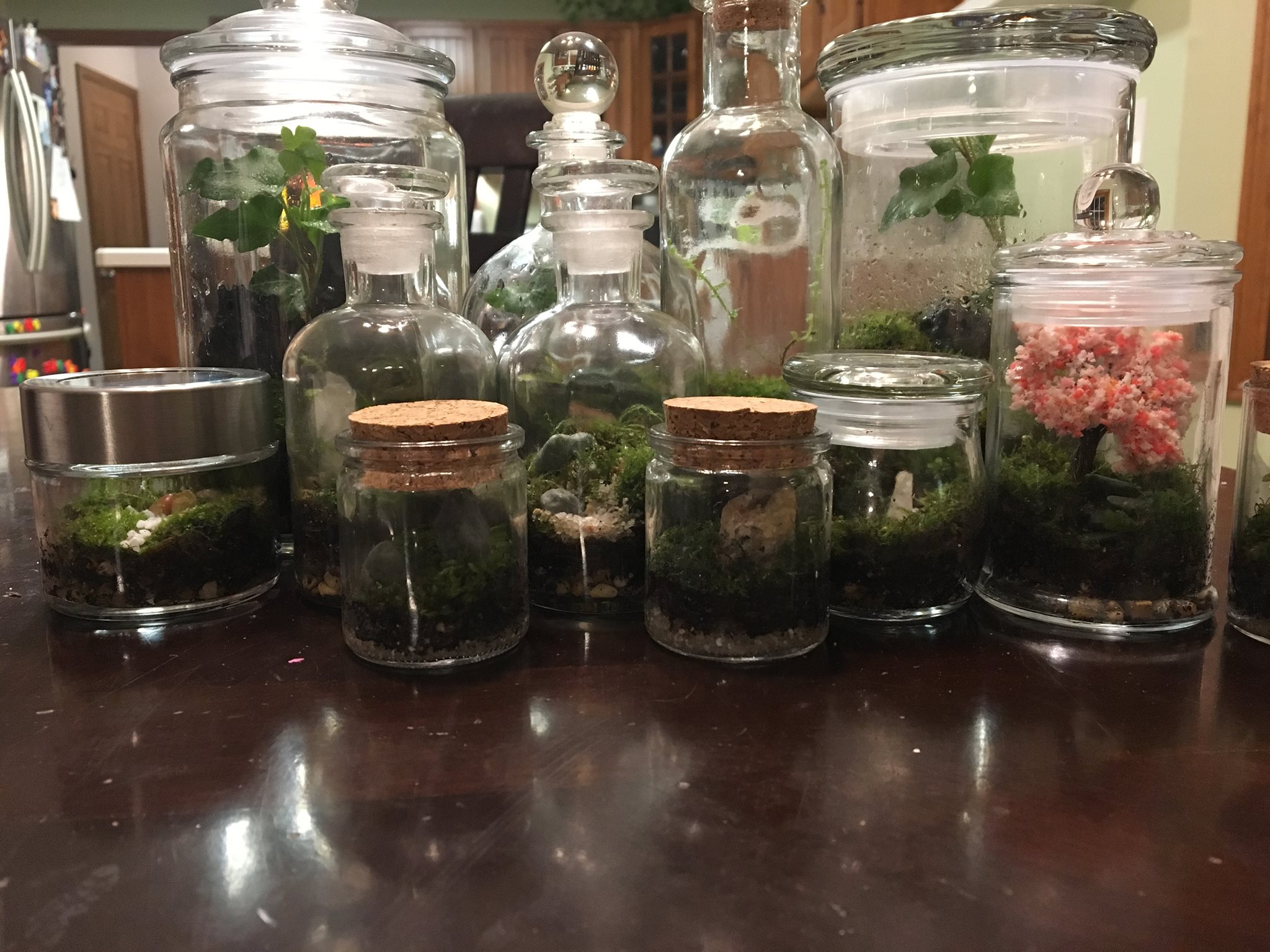 Ozzie's Terrariums London... - Ozzie's Terrariums London