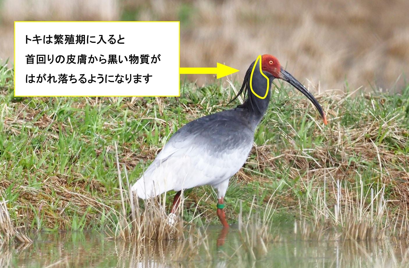 朱鷺の羽を宿す流れ｜ヒマラヤ水晶ポイント
