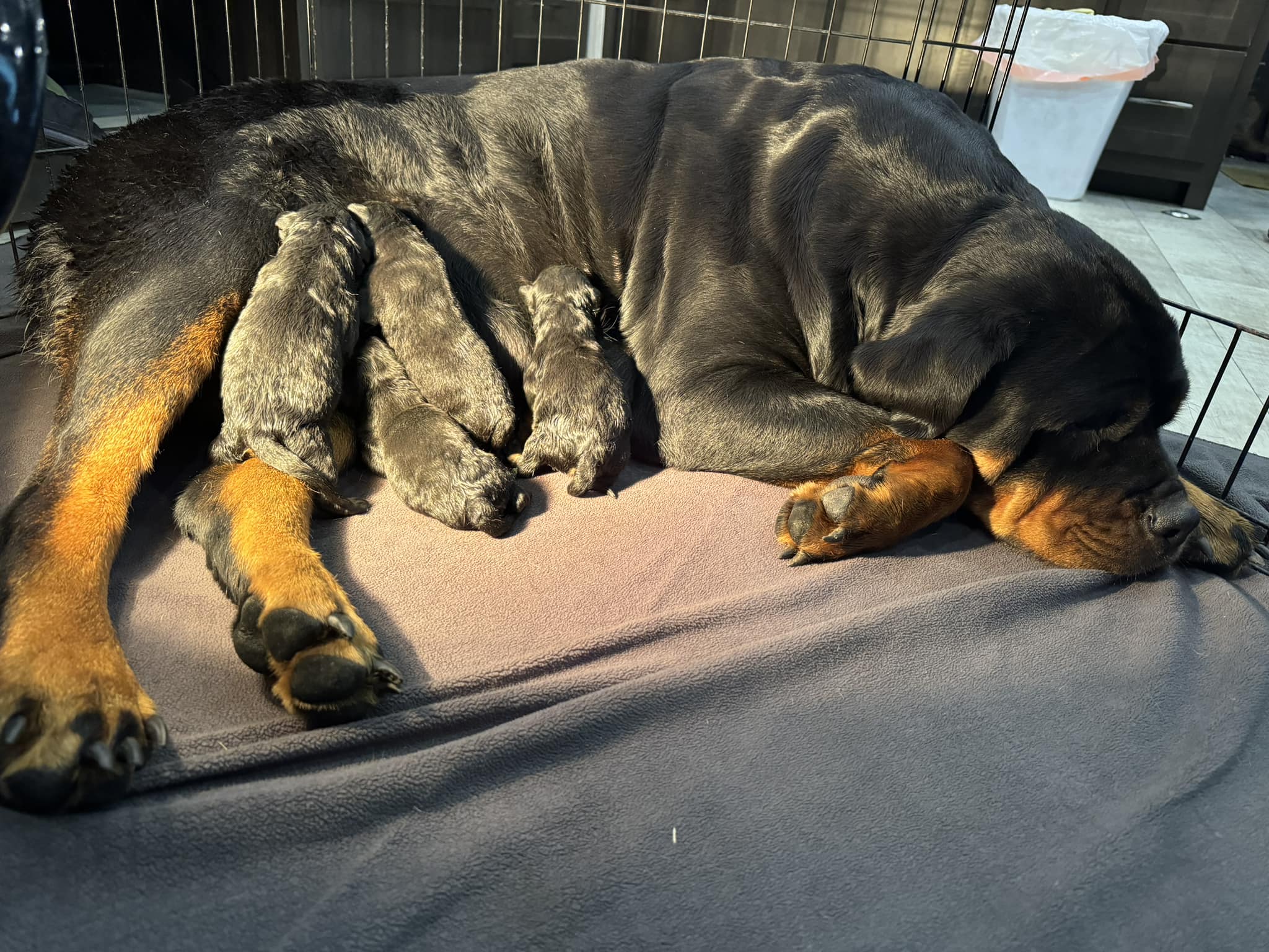 Chacon Rottweilers | Bonney Lake WA