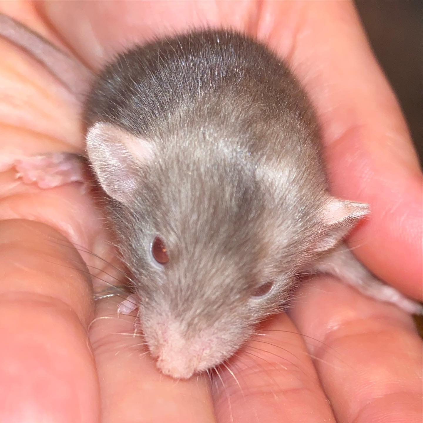 Blue Stone Siamese Rattery Maryland Usa Posts Facebook