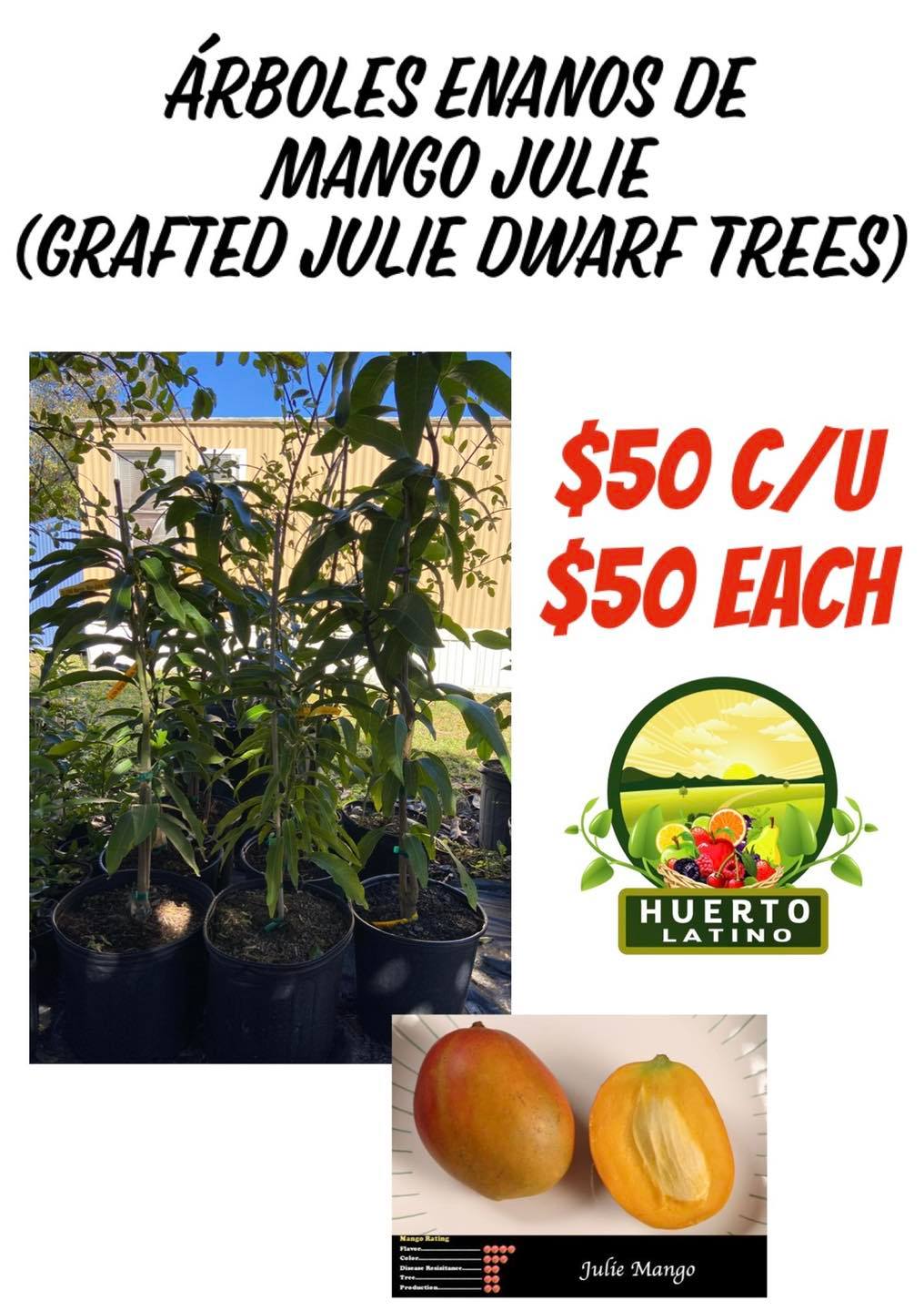 ‼️ ÁRBOL DE MANGO INJERTADO ENANO‼️ ‼️... - Huerto Latino LLC | Facebook