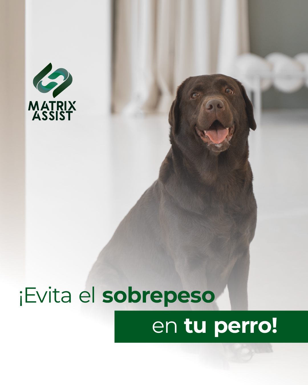 Matrix Assist - El sobrepeso en perros puede llevar a una... | Facebook