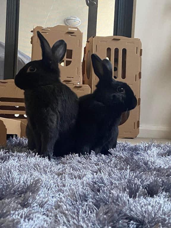 🔹🔹 THE BENEFITS OF BONDED PAIRS 🔹🔹... - Romeo's Rabbit Rescue | Facebook