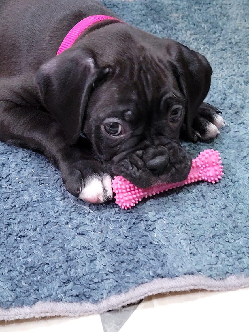 MEIKAH adjusting well in her new... - Grandview Ridge Boxers