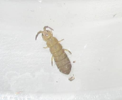 New Addition: Isotoma viridis (Green... - Invertebrate Dude | Facebook