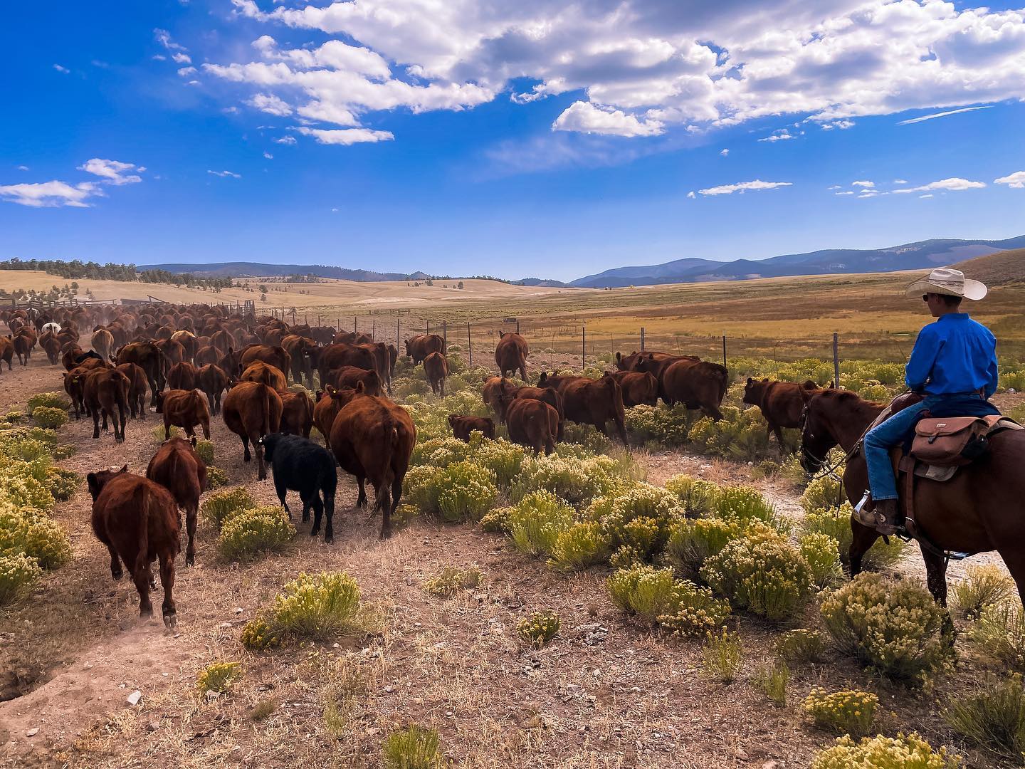 Since this week is... - Rocking R Ranch: Red Angus and Beef