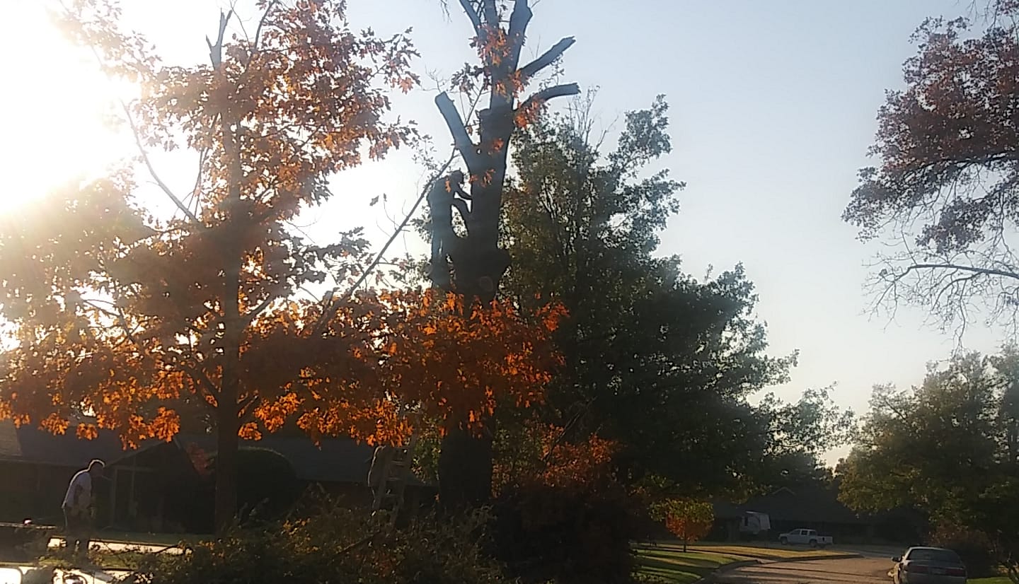 Patterson Tree Service | Enid OK